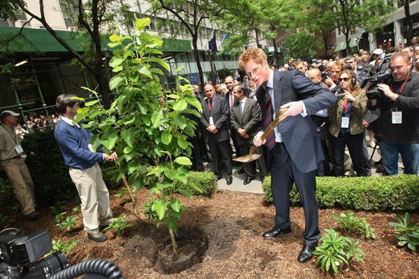 Prince Harry throws a shovel of dirt at the base of magnolia bush